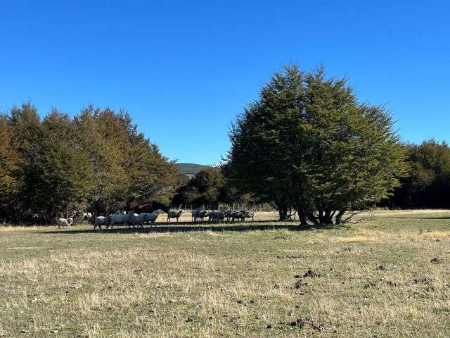 Macro lote de 1,5 hás se ubica pasado cruce Ibáñez hacia Balmaceda.